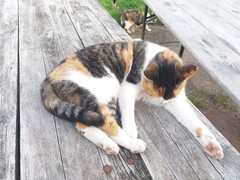 035 katzenleben 2018 2020