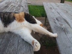 036 katzenleben 2018 2020