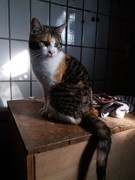 037 katzenleben 2018 2020 copy