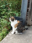 038 katzenleben 2018 2020