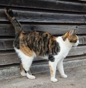 039 katzenleben 2018 2020