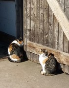 040 katzenleben 2018 2020