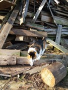 042 katzenleben 2018 2020 copy