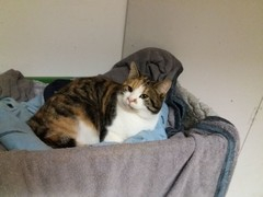 043 katzenleben 2018 2020 copy