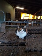 044 katzenleben 2018 2020 copy