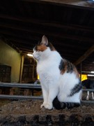 045 katzenleben 2018 2020 copy