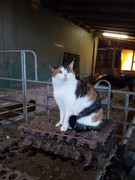 046 katzenleben 2018 2020 copy