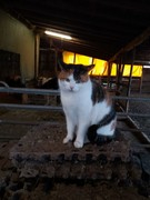 047 katzenleben 2018 2020 copy