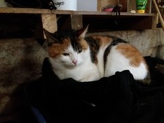 048 katzenleben 2018 2020