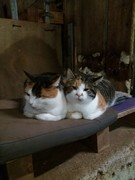 049 katzenleben 2018 2020 copy