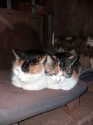 050 katzenleben 2018 2020 copy