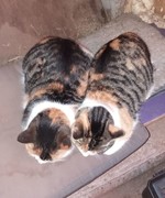 052 katzenleben 2018 2020