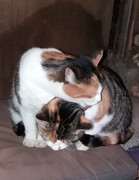 053 katzenleben 2018 2020