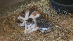 054 katzenleben 2018 2020