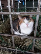 056 katzenleben 2018 2020