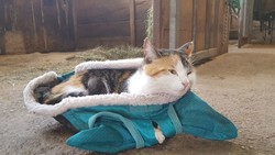 057 katzenleben 2018 2020