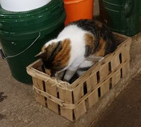 058 katzenleben 2018 2020