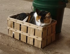 059 katzenleben 2018 2020