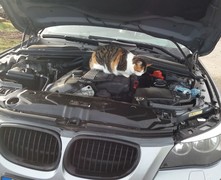 060 katzenleben 2018 2020