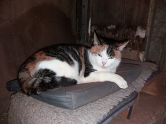 061 katzenleben 2018 2020