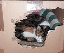 062 katzenleben 2018 2020