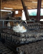 063 katzenleben 2018 2020