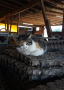 064 katzenleben 2018 2020