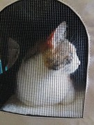 065 katzenleben 2018 2020 copy