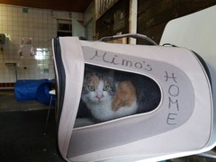 066 katzenleben 2018 2020