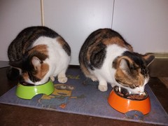 067 katzenleben 2018 2020