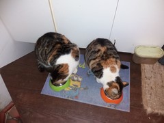 068 katzenleben 2018 2020