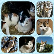 069 katzenleben 2018 2020