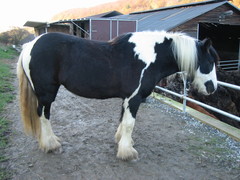 2004 11 016 November