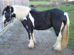 2004 11 017 November