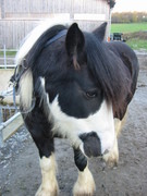 2004 11 018 November