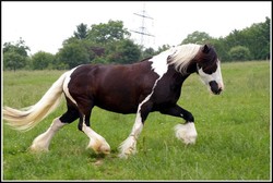 2008 003 Fotoshooting Mai