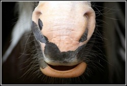 2008 014 Fotoshooting Mai