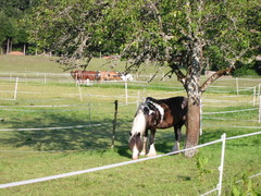 2009 012 Aichelberg Juni