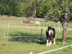 2009 013 Aichelberg Juni