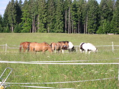 2009 014 Aichelberg Juni