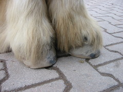 2010 032 hufschuhtest november