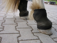2010 033 hufschuhtest november