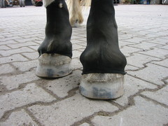 2010 034 hufschuhtest november