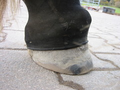 2010 035 hufschuhtest november