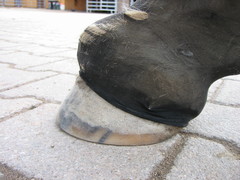 2010 036 hufschuhtest november