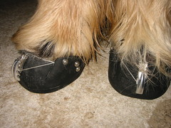 2010 039 hufschuhtest november