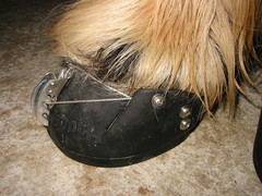 2010 040 hufschuhtest november