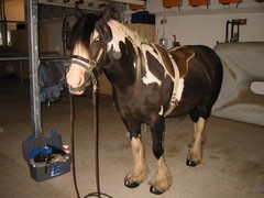 2010 042 hufschuhtest november