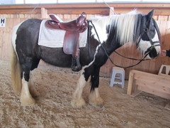 2011 001 equiflex snake februar