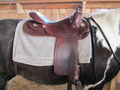 2011 002 equiflex snake februar